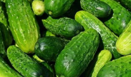 吃瓜群众黄瓜爆料视频大全,黄瓜爆料视频大全精彩回顾